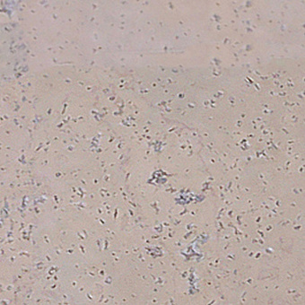 Пробковый пол Corkart Narrow Plank 4V PJ3 186w WC X - 6.0