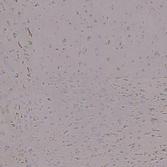 Пробковый пол Corkart Narrow Plank HDF CU3 186w TZ B