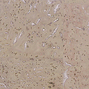 Пробковый пол Corkart Narrow Plank 4V PJ3 185w CN X - 6.0